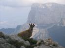 Bouquetin, Mont Aiguille...