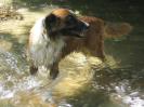 Bratsch , notre chien guide