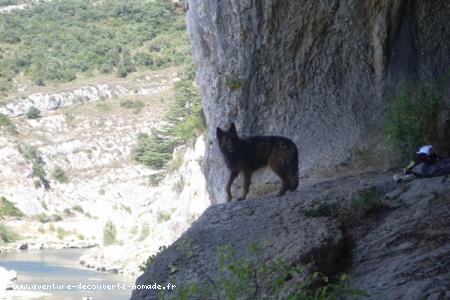 Un loup? Terra, notre chienne nous accompagne dans toutes nos explorations