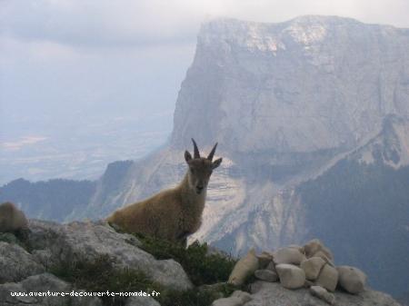 Bouquetin, Mont Aiguille (Vercors)