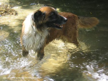 Bratsch , notre chien guide