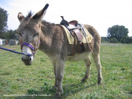 Près pour la rando.<br />
Nos ânes nous accompagnent de temps en temps en randonnée, pour porter bagages et enfants fatigués.